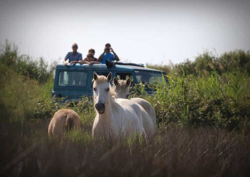 Billet Aigues Mortes : Safari photo en Jeep en Camargue