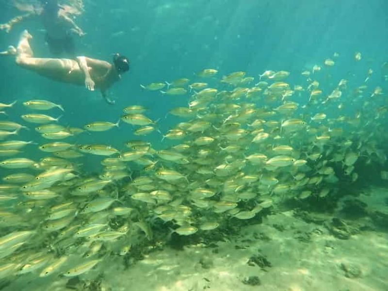 Billet Koh Tao : excursion snorkeling d'une journée avec déjeuner et prise en charge à l'hôtel
