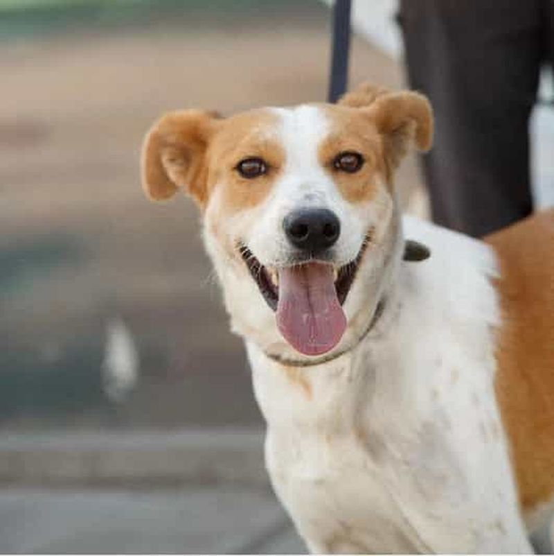 Billet Skiathos : Visite d'un refuge pour chiens, randonnée et cours de cuisine avec déjeuner