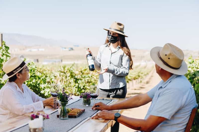 Billet Visite guidée du vignoble avec dégustation de vin à Rondo del Valle