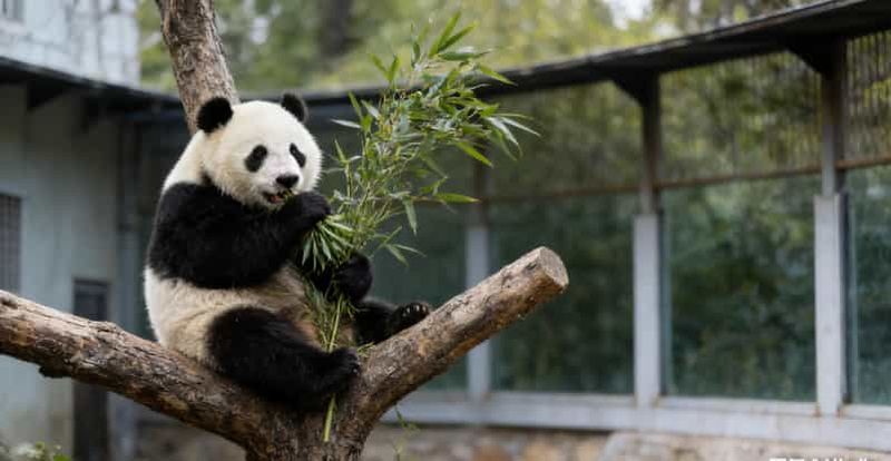 Billet Pékin : Visite du Temple du Ciel, de la Maison du Panda et du Palais d'été