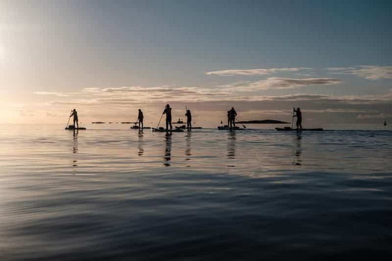 Billet Victoria : aventure guidée en paddle à la rencontre de la faune marine