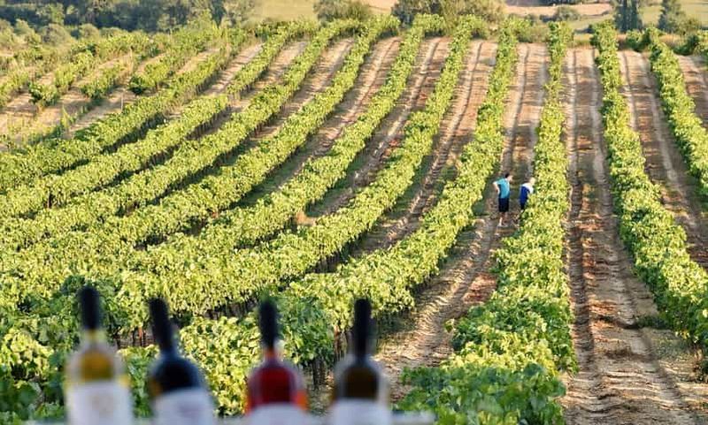 Billet Katakolon : excursion à terre à Olympie, à la ferme apicole et au domaine viticole