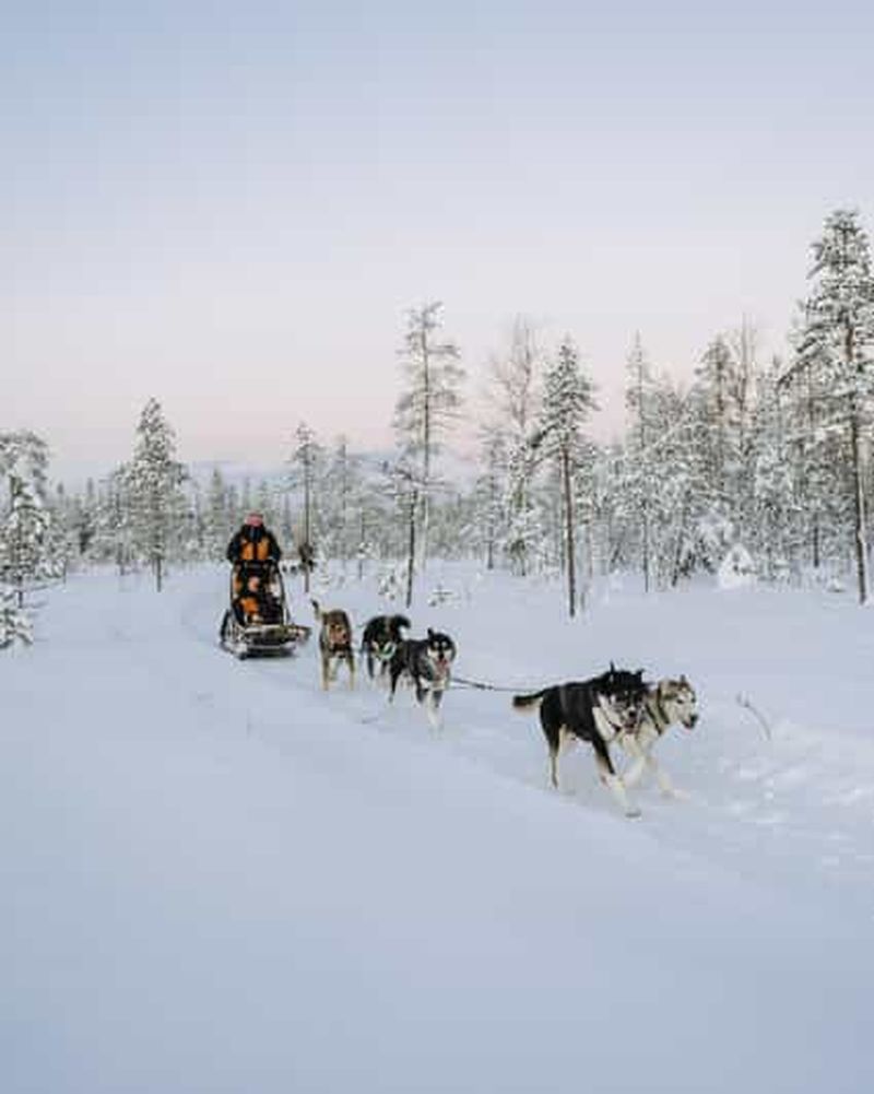 Billet Rovaniemi : excursion en traîneau à chiens de 12 à 18 km, en petit groupe, pour adultes uniquement
