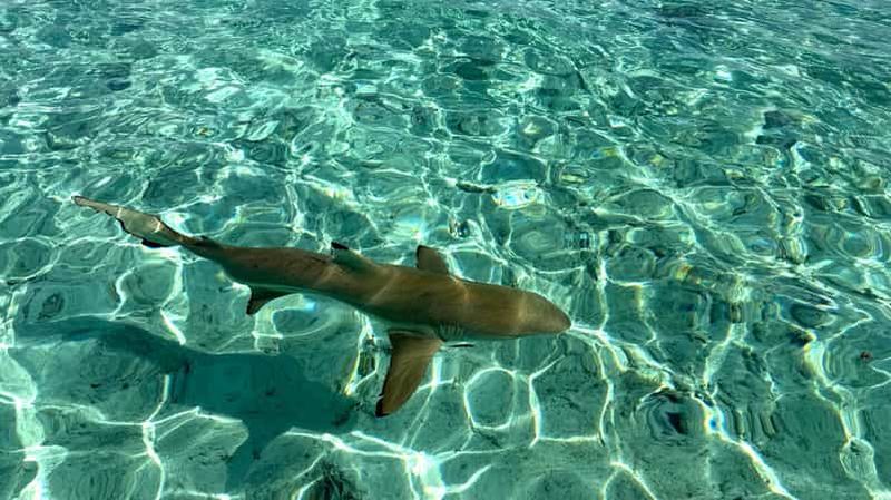 Billet Bora Bora : croisière dans le lagon bleu, plongée avec tuba et déjeuner.