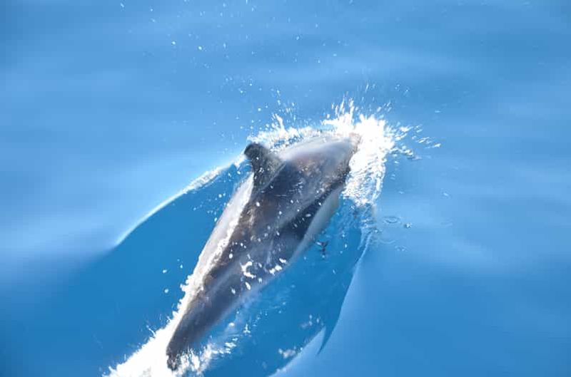 Billet Depuis Morro Jable : Observation des dauphins et des baleines et plongée en apnée