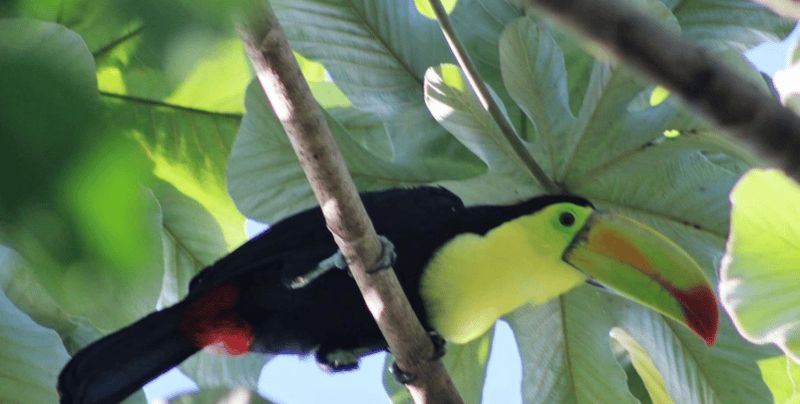 Billet Cancún : Expédition de photographie d'oiseaux avec transport