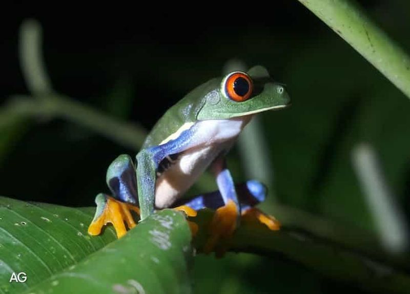 Billet Visite à pied nocturne de Tortuguero