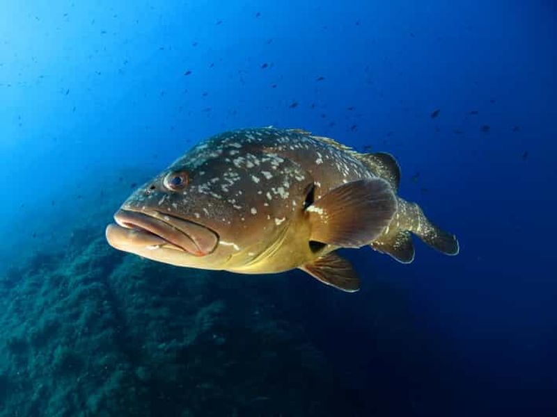 Billet Île d'Elbe : expérience de plongée sous-marine avec sortie en bateau
