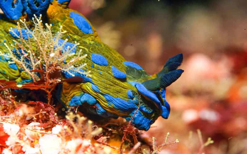 Billet Réserve marine de Goat Island : Charte de plongée d'une journée