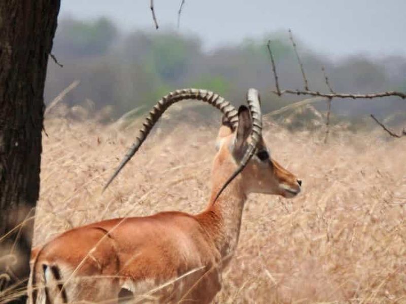 Billet 6 jours Tanzanie majestueuse - Haut - Fin