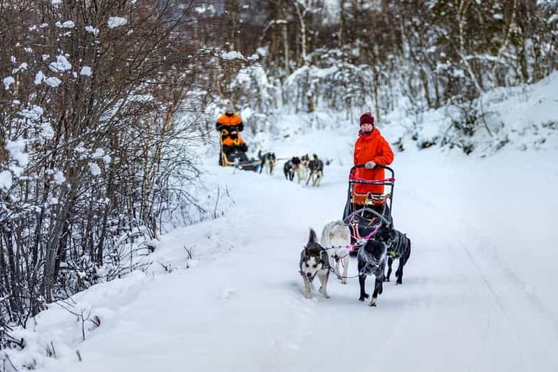 Billet Depuis Tromsø : Aventure en traîneau à chiens à Tamokdalen