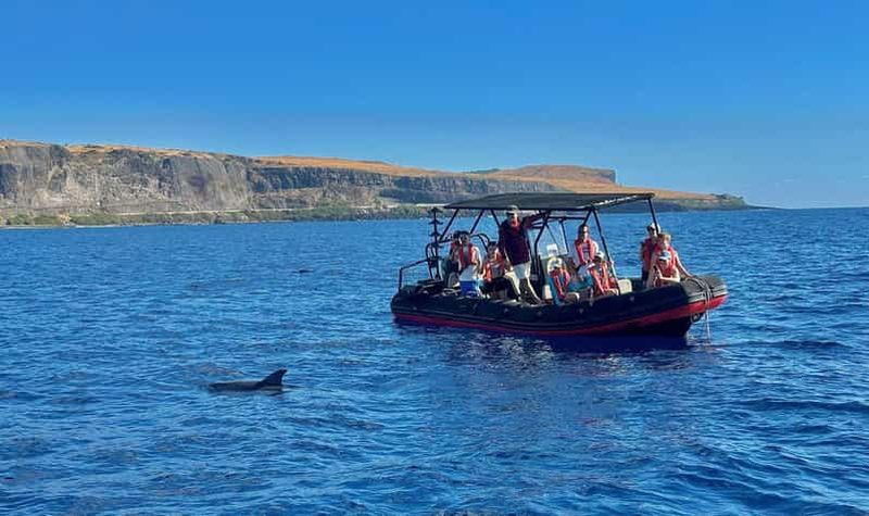 Billet Réunion : Observation des dauphins et baleines à Saint-Gilles-les-Bains