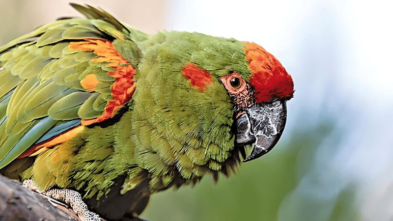 Billet Sucre : Randonnée, exploration et découverte du parc protégé de Monte Villca