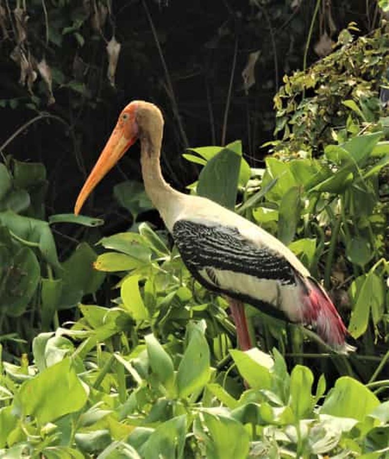 Billet Observation des oiseaux et circuit découverte dans la biodiversité de Pearaing