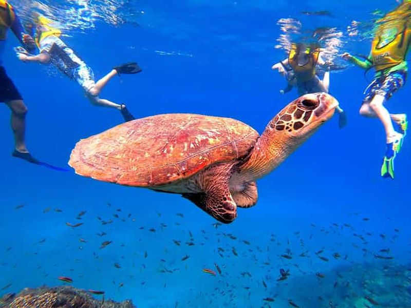 Billet Uvita : plongée avec tuba à l'île de Caño