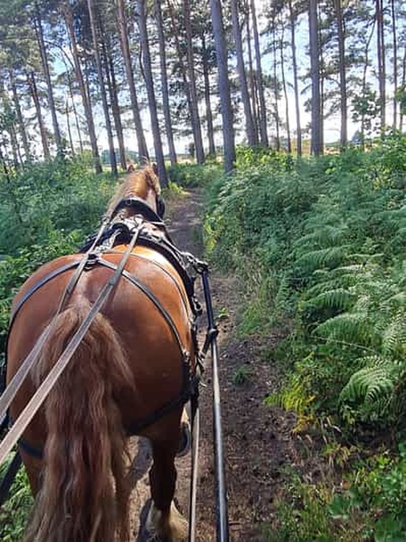 Billet York : Promenade en calèche dans la campagne York