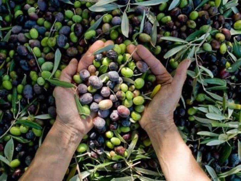 Billet Au départ d'Athènes : Visite privée de Corinthe et dégustation d'huile d'olive