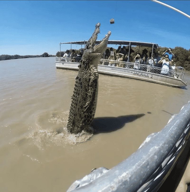 Billet Darwin : croisière avec les crocodiles et pêche au barramundi
