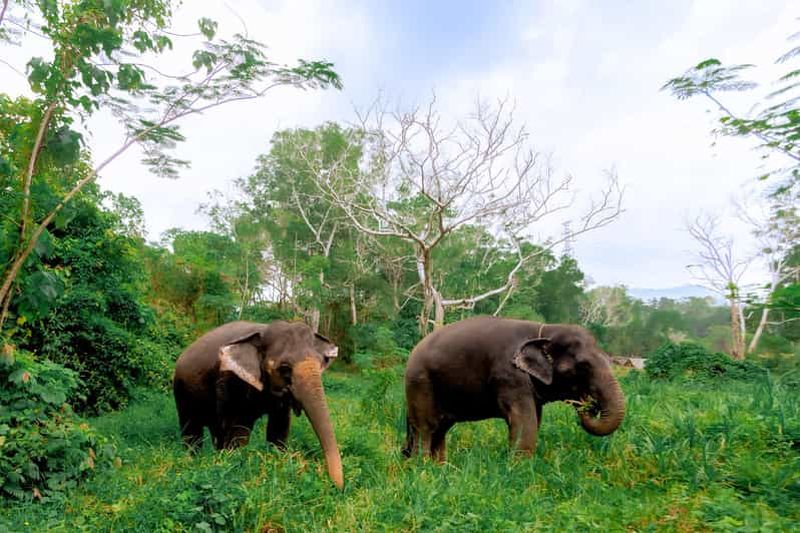 Billet Depuis Phuket : Randonnée interactive et circuit éthique à dos d'éléphant