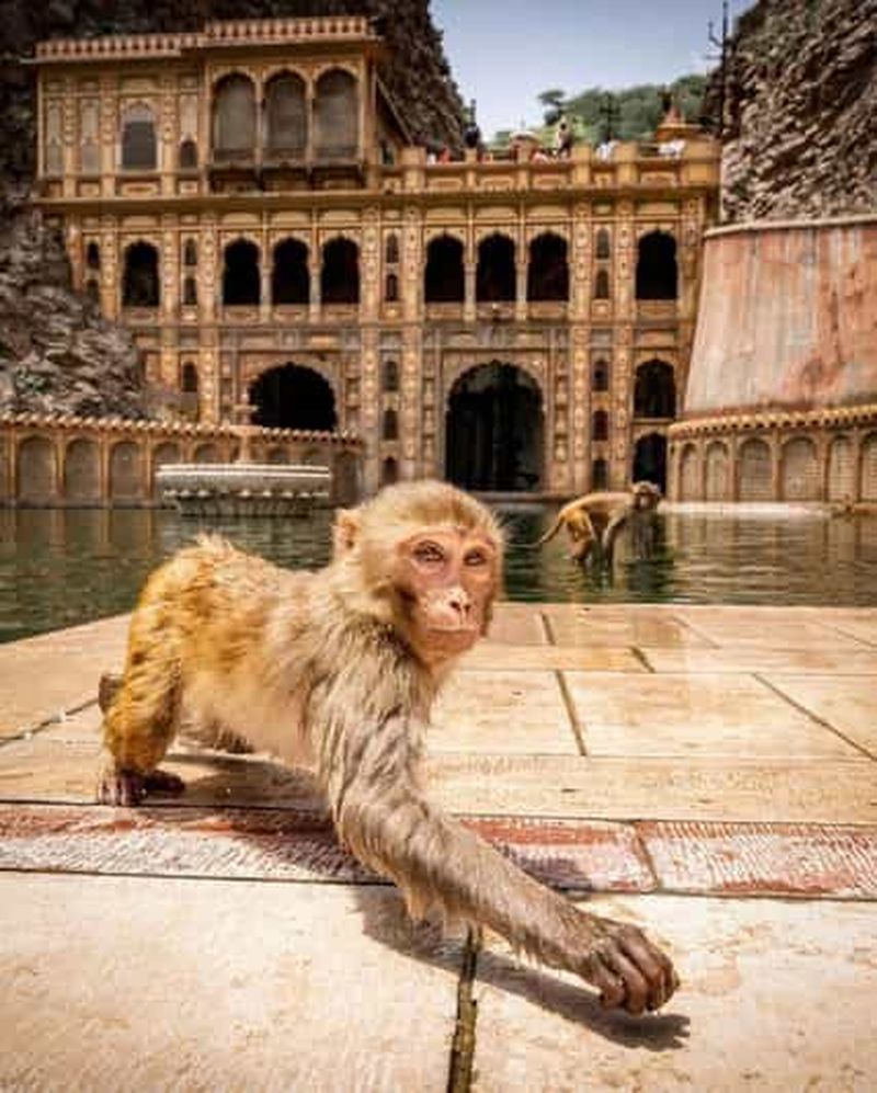 Billet Visite de Jaipur avec le temple des singes (Galta ji temple)