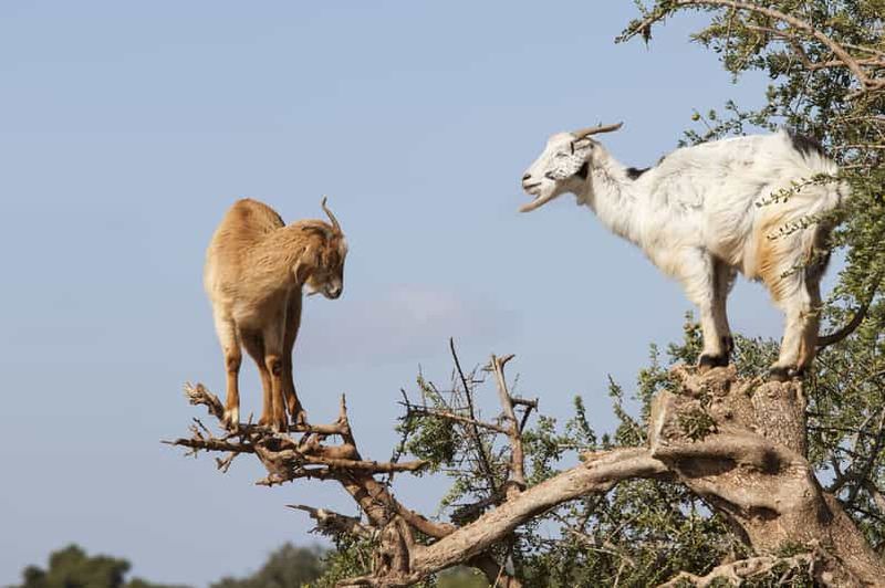 Billet Agadir ou Taghazout : Chèvre sur les arbres et Crocoparc avec prise en charge