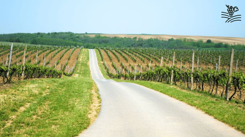 Billet CicloDiVino à Ovada, dans le Monferrato : visite guidée à vélo avec dégustations