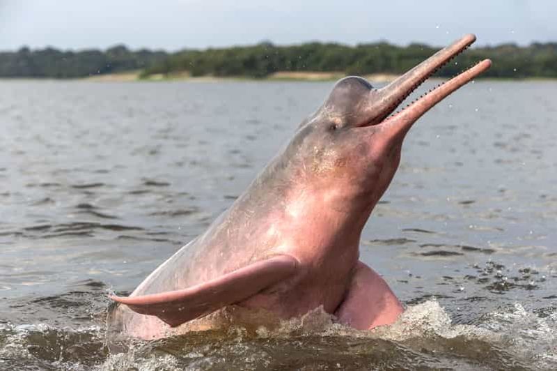 Billet Manaus : Excursion guidée d'une journée chez les dauphins d'Amazonie avec bateau et prise en charge