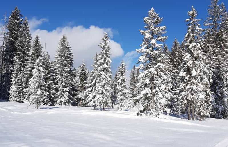Billet Lucerne : Visite privée en raquettes à neige