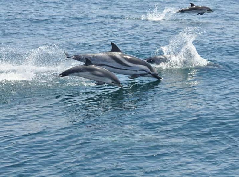 Billet Depuis la Costa del Sol : Observation des dauphins de Gibraltar en bateau