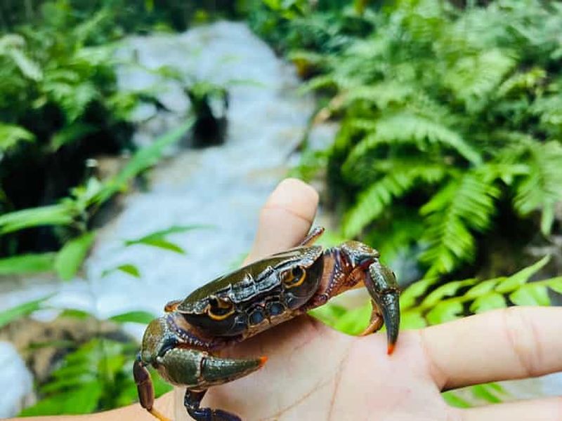 Billet Chiang Rai : L'aventure du trekking et de la cuisine au bambou