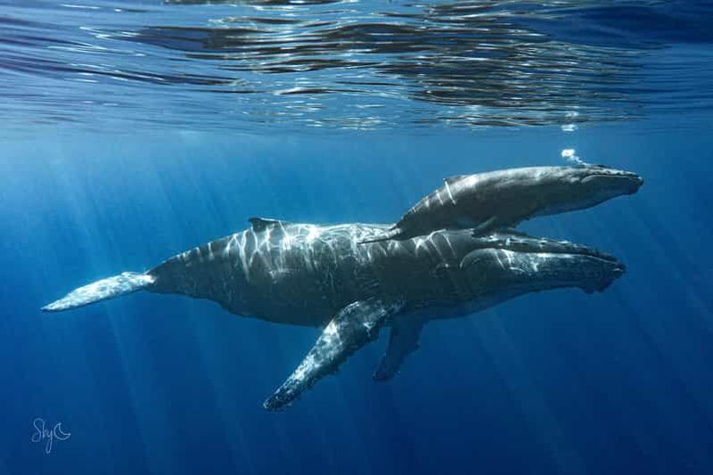 Billet Saint Gilles : Nagez avec les dauphins et baleine à la Réunion