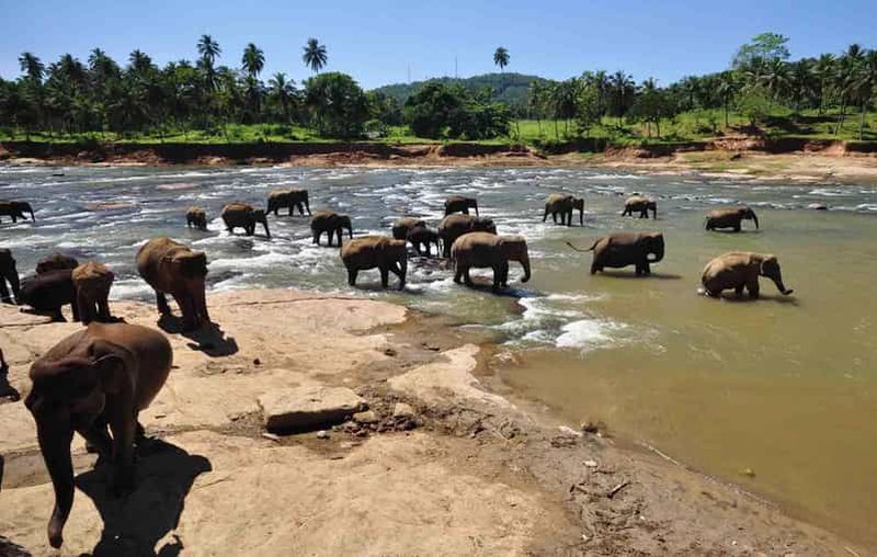 Billet Excursion d'une journée à l'orphelinat des éléphants / jardin d'épices