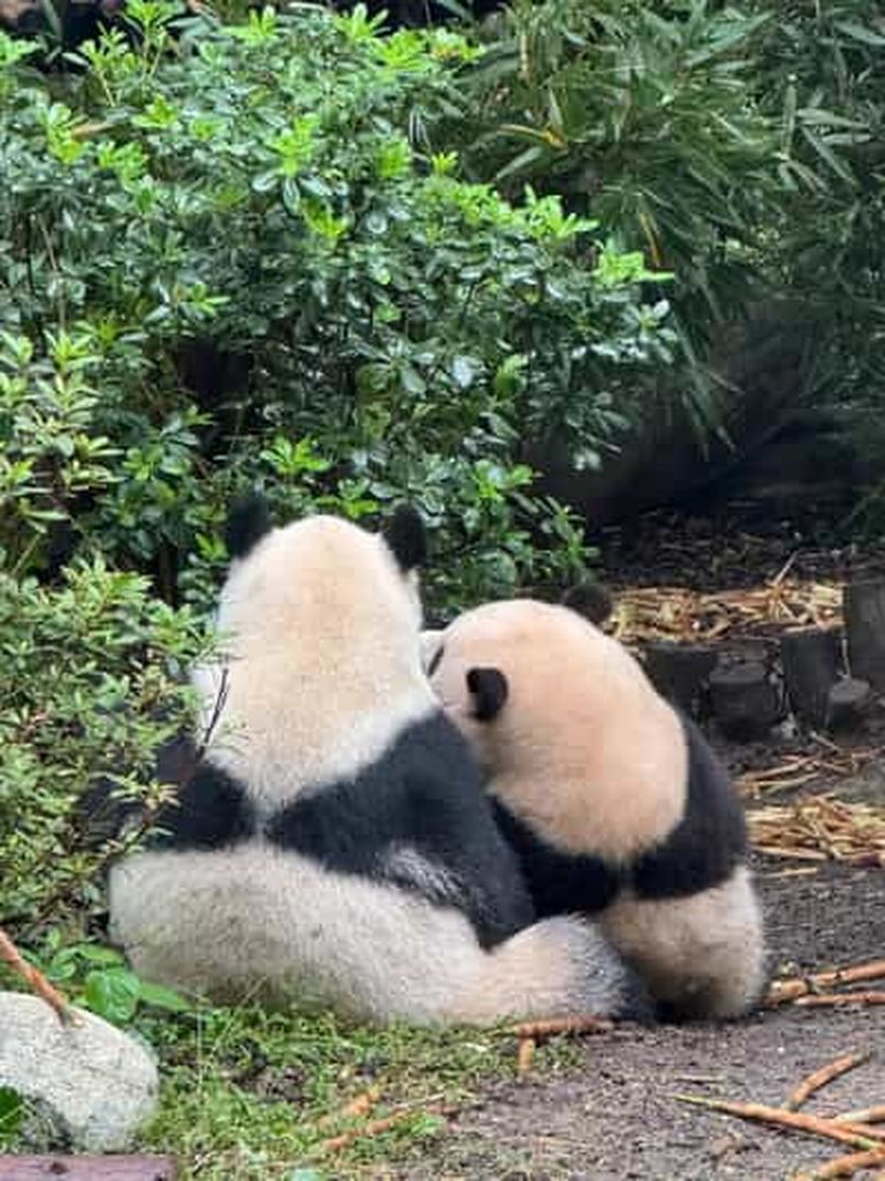 Billet Chengdu : Base des pandas/Bouddha de Leshan/Emei/Visite d'une journée en ville - Options