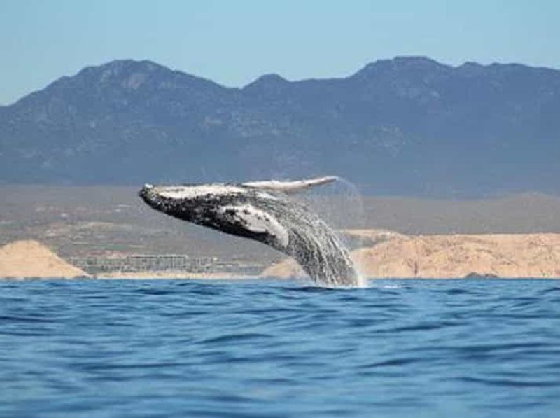 Billet San José del Cabo : expérience d'observation de baleines