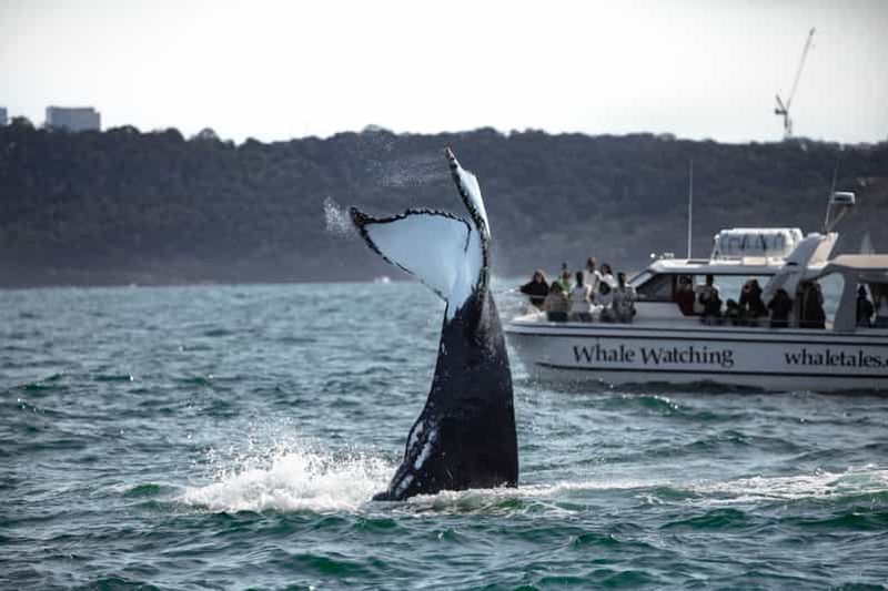 Billet Sydney : Observation des baleines dans l'océan