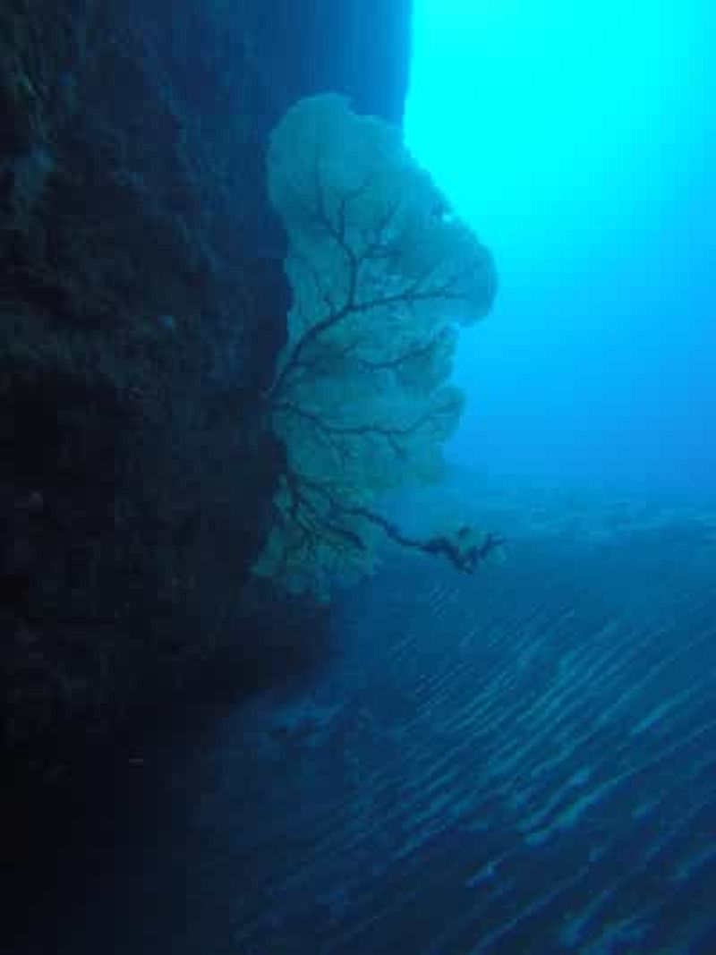 Billet La Réunion : Exploration de plongée sur les sites riches de L'Etang Salé