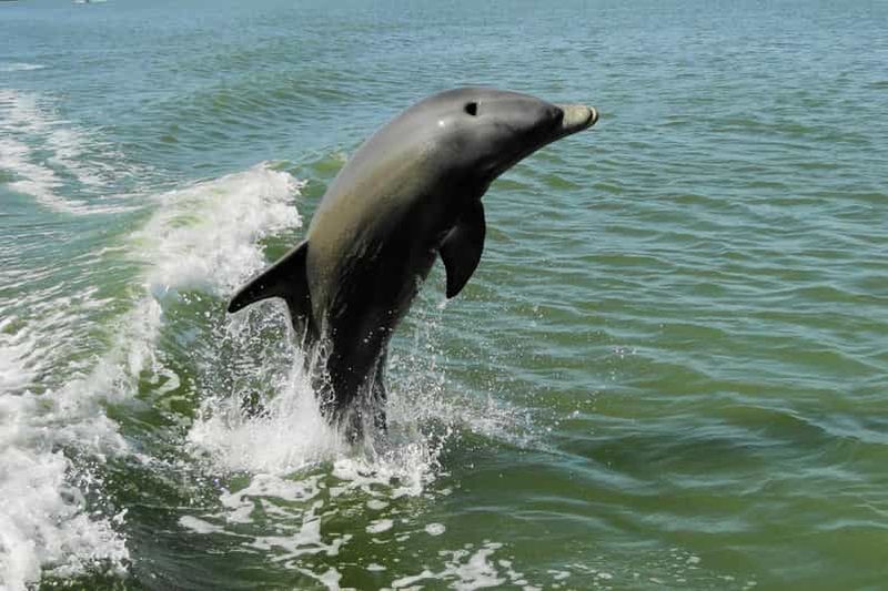 Billet Marco Island : visite de 2 heures avec observation des dauphins, des oiseaux et des coquillages