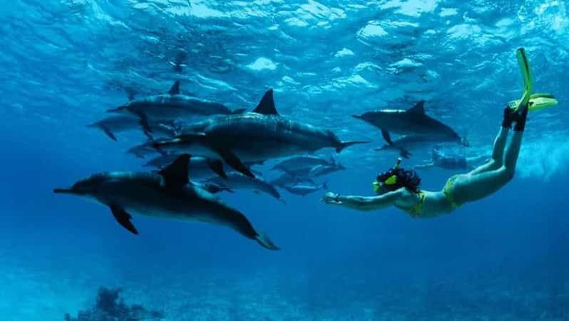 Billet Au départ de Nungwi : Excursion en bateau à Mnemba et plongée avec masque et tuba pour les dauphins