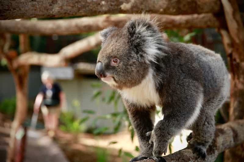 Billet Zoo de Melbourne : billet pour découvrir la faune australienne
