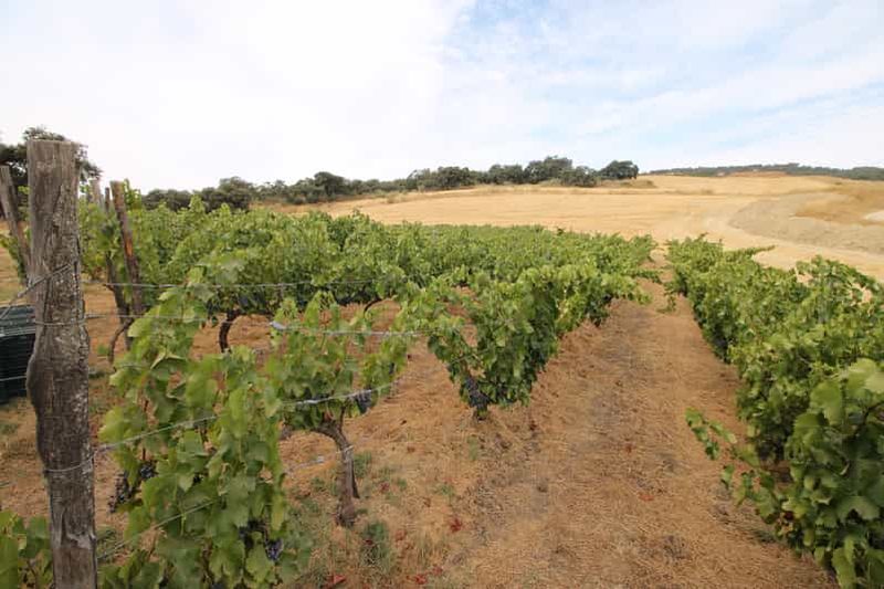 Billet Visite privée des vignobles et visite de Ronda