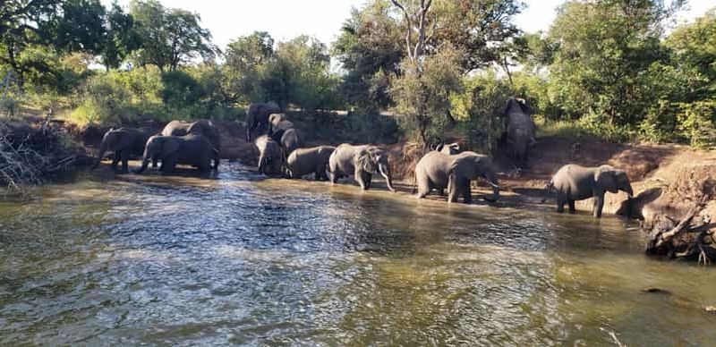 Billet LIVINGSTONE, ZAMBIE : SAFARI EN 4X4 ET MARCHE AVEC LES RHINOCÉROS