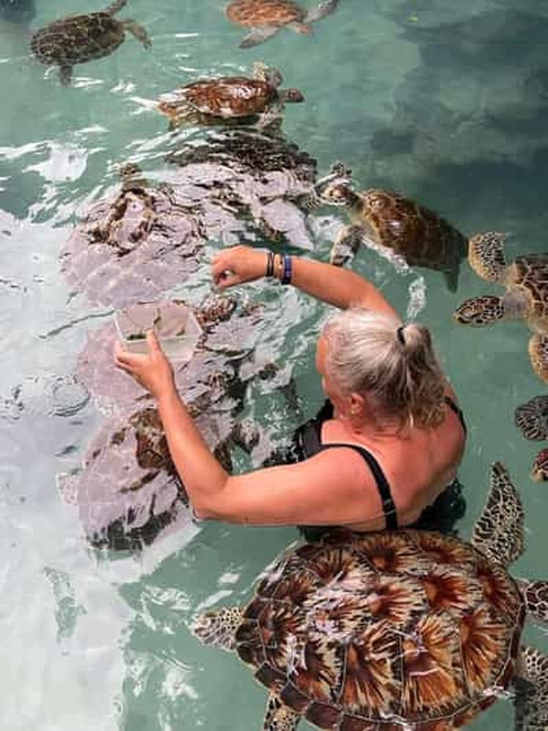 Billet Stone Town, forêt des singes, tortues de mer et restaurant The Rock