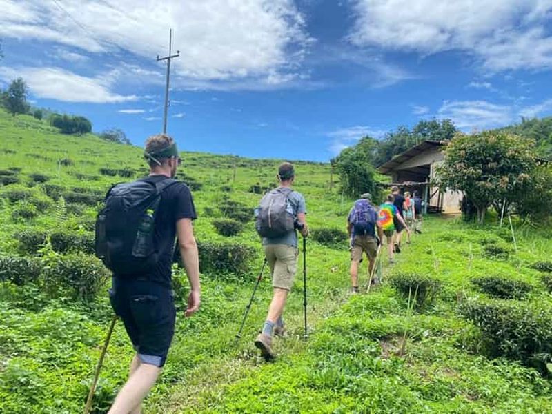 Billet Chiangrai : trek en groupe avec cuisine au bambou