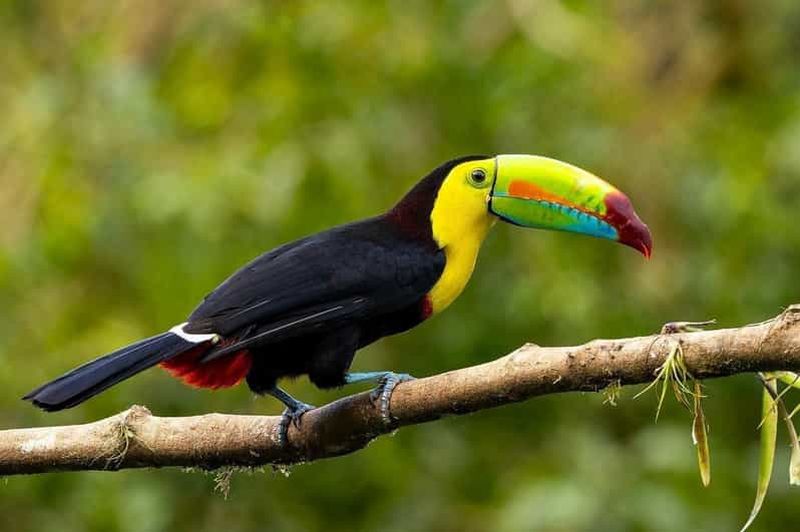 Billet Monteverde : excursion d'observation des oiseaux à l'aube à Curi-Cancha
