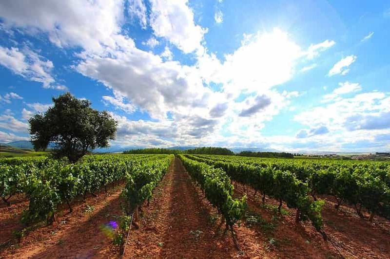 Billet Rioja : Dégustation de vin et dégustation à la cave familiale Martínez Alesanco