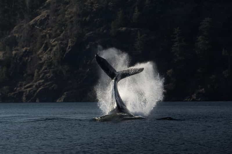 Billet Campbell River : Croisière de découverte des baleines et de la faune