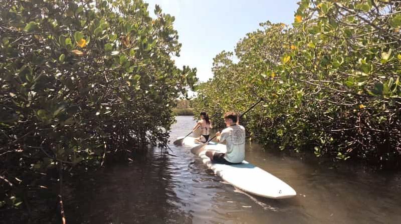 Billet Noosa Stand Up Paddle et visite guidée du tunnel de la mangrove (autoguidée)
