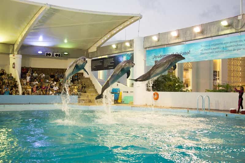 Billet Entrée à l'aquarium interactif de Cancún + présentation des dauphins