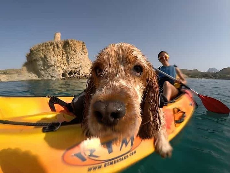 Billet Villajoyosa : Kayak avec le meilleur ami de l'homme, votre chien